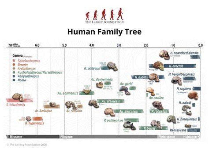 The Evolutionary Origins of Human Curiosity